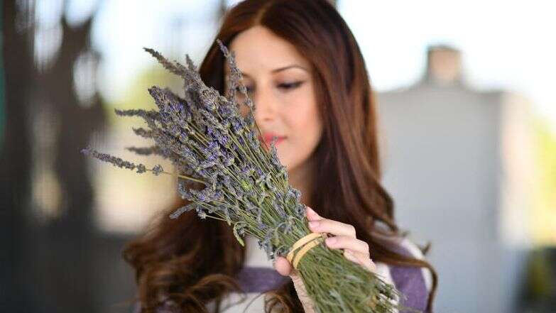 אישה מחזיקה לבנדר בחוות לבנדר ברמת הגולן | מנדי הכטמן/Flash90