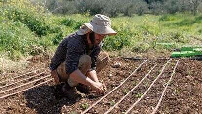 מתנדבים מסייעים בעבודות חקלאיות בחוות קיימא בבית זית | רחל אלרואי/Flash90