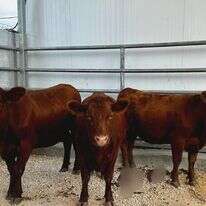 הפרות האדומות בשילה הקדומה | שילה הקדומה