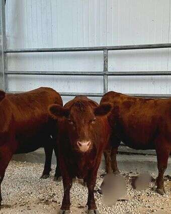הפרות האדומות בשילה הקדומה | שילה הקדומה