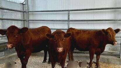 הפרות האדומות בשילה הקדומה | שילה הקדומה