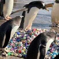 פינגווין עומד על ערימת חלוקי נחל צבעוניים בגן החיות של אדינבורו בסקוטלנד | הוושינגטון פוסט