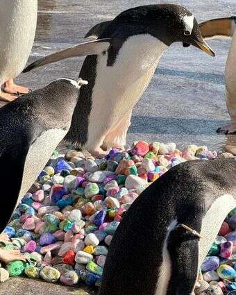 פינגווין עומד על ערימת חלוקי נחל צבעוניים בגן החיות של אדינבורו בסקוטלנד | הוושינגטון פוסט פינגווין עומד על ערימת חלוקי נחל צבעוניים בגן החיות של אדינבורו בסקוטלנד | הוושינגטון פוסט