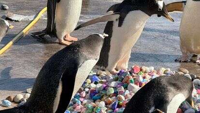 פינגווין עומד על ערימת חלוקי נחל צבעוניים בגן החיות של אדינבורו בסקוטלנד | הוושינגטון פוסט