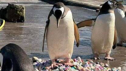 פינגווין עומד על ערימת חלוקי נחל צבעוניים בגן החיות של אדינבורו בסקוטלנד | הוושינגטון פוסט