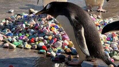 פינגווין צופה חלוקי נחל בגן החיות של אדינבורו בסקוטלנד | הוושינגטון פוסט