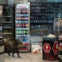 חזיר בר מטייל בסופרמרקט ברובע קופניק בדרום-מערב ברלין | POLIZEI BERLIN / AFP