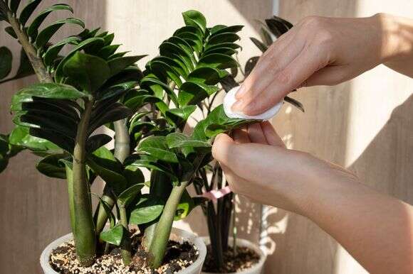 גם עציצים צוברים אבק | שאטרסטוק