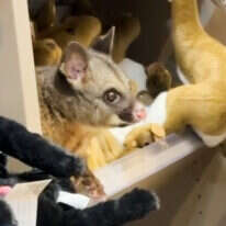 אופוסום חי במדף בובות בעלי החיים בחנות בנמל התעופה באוסטרליה | AP