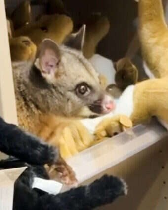 אופוסום חי במדף בובות בעלי החיים בחנות בנמל התעופה באוסטרליה | AP