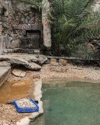 פרשת המים | אייל מרגולין - ג'יני פרשת המים | אייל מרגולין - ג'יני