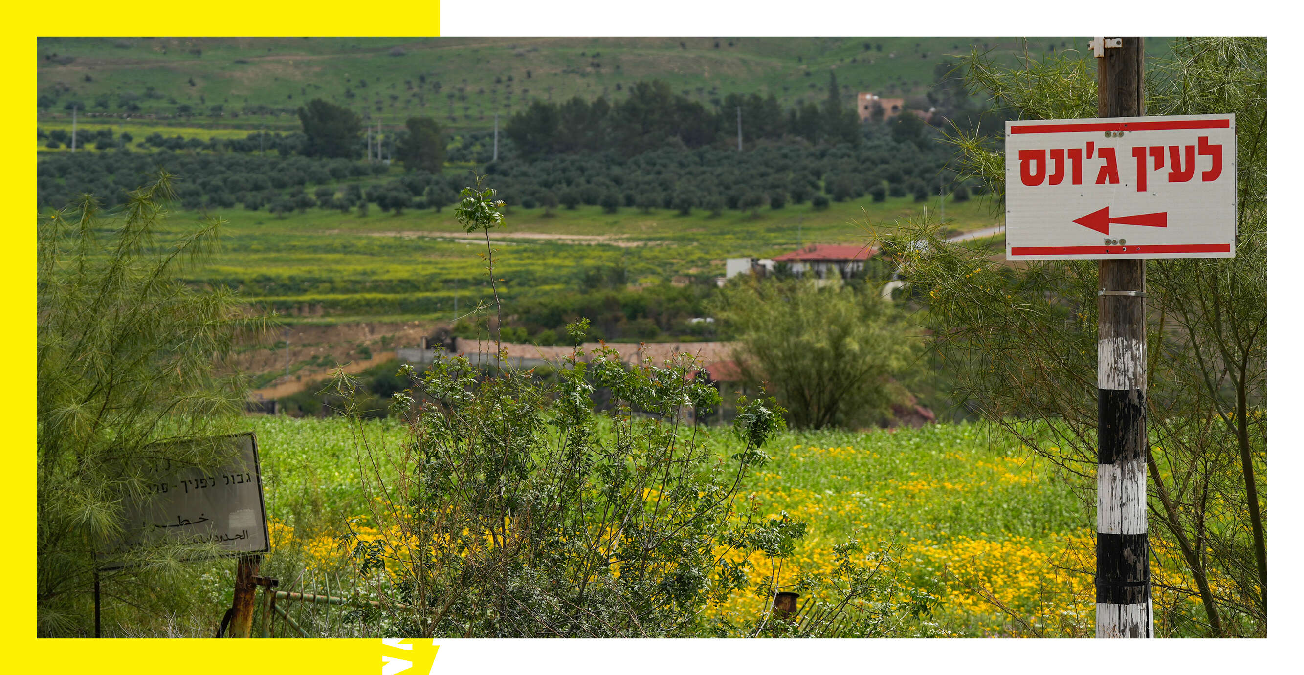 אייל מרגולין - ג'יני