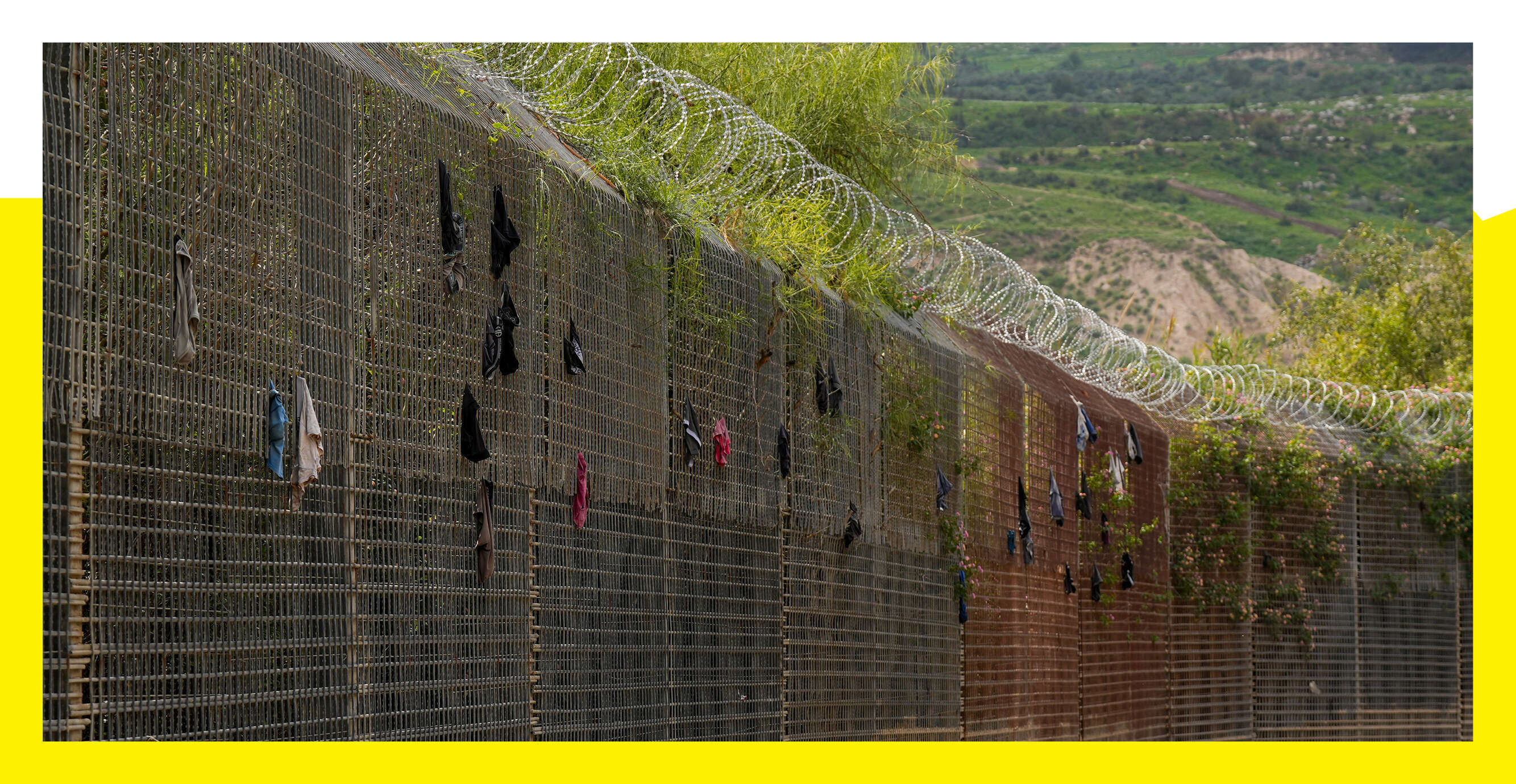 אייל מרגולין, ג׳יני