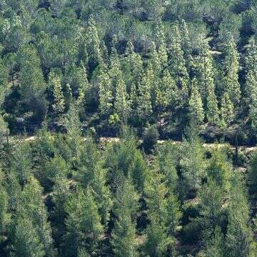 יער ירושלים, שנמצא באחריות קק"ל | נתי שוחט, פלאש 90