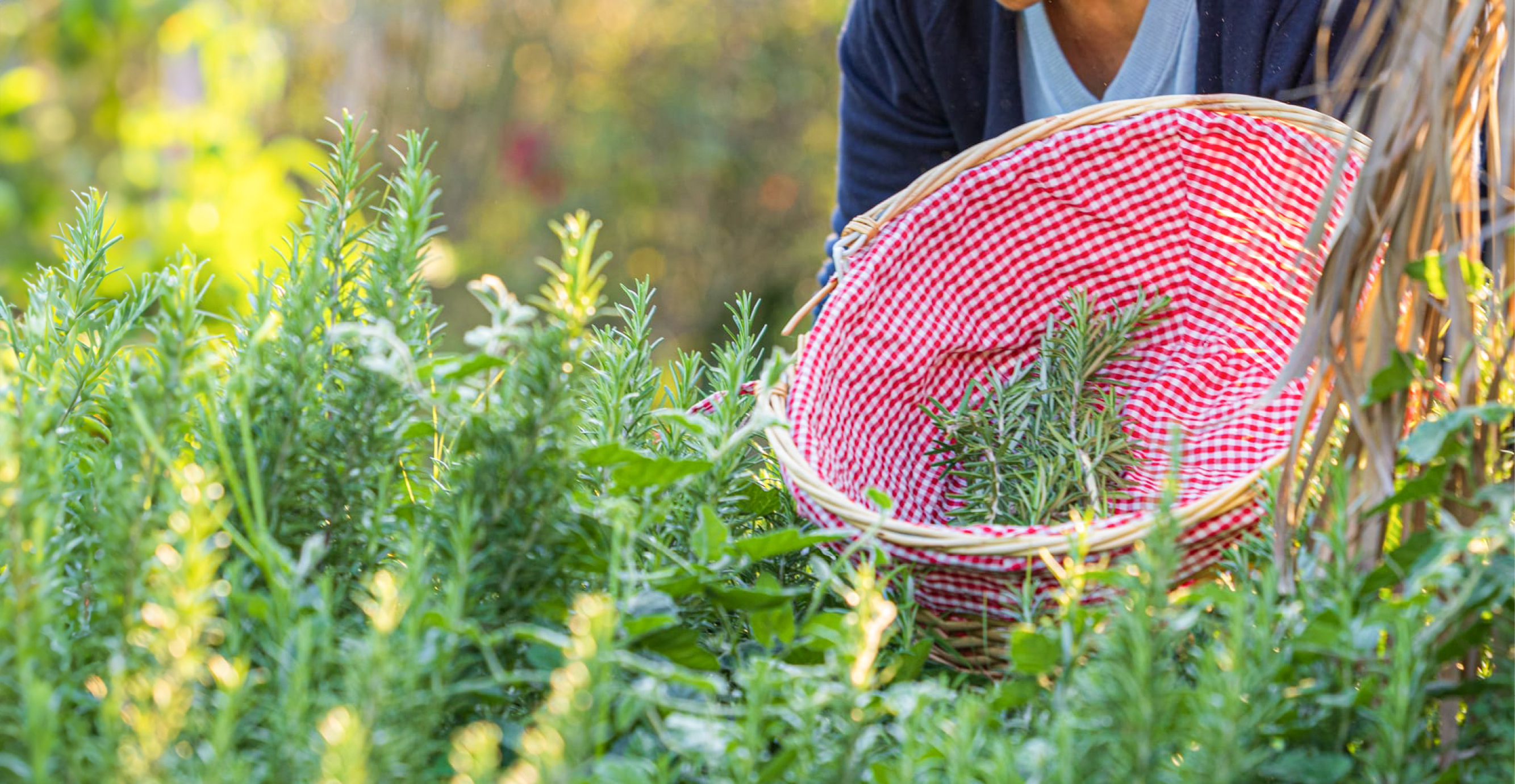 באדיבות ערוגות