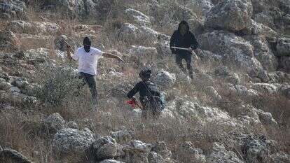 נערי גבעות בעונת מסיק הזיתים בכפר ביתא | נאצר אישתיה - פלאש90