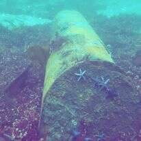 מוקש חלוד בקרקעית הים הבלטי | AFP מוקש חלוד בקרקעית הים הבלטי | AFP