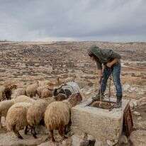 רעיית צאן בשומרון | חיים גולדברג - פלאש 90