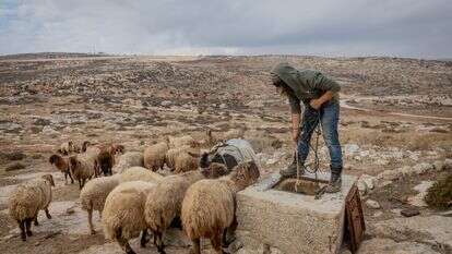 רעיית צאן בשומרון | חיים גולדברג - פלאש 90 רעיית צאן בשומרון | חיים גולדברג - פלאש 90