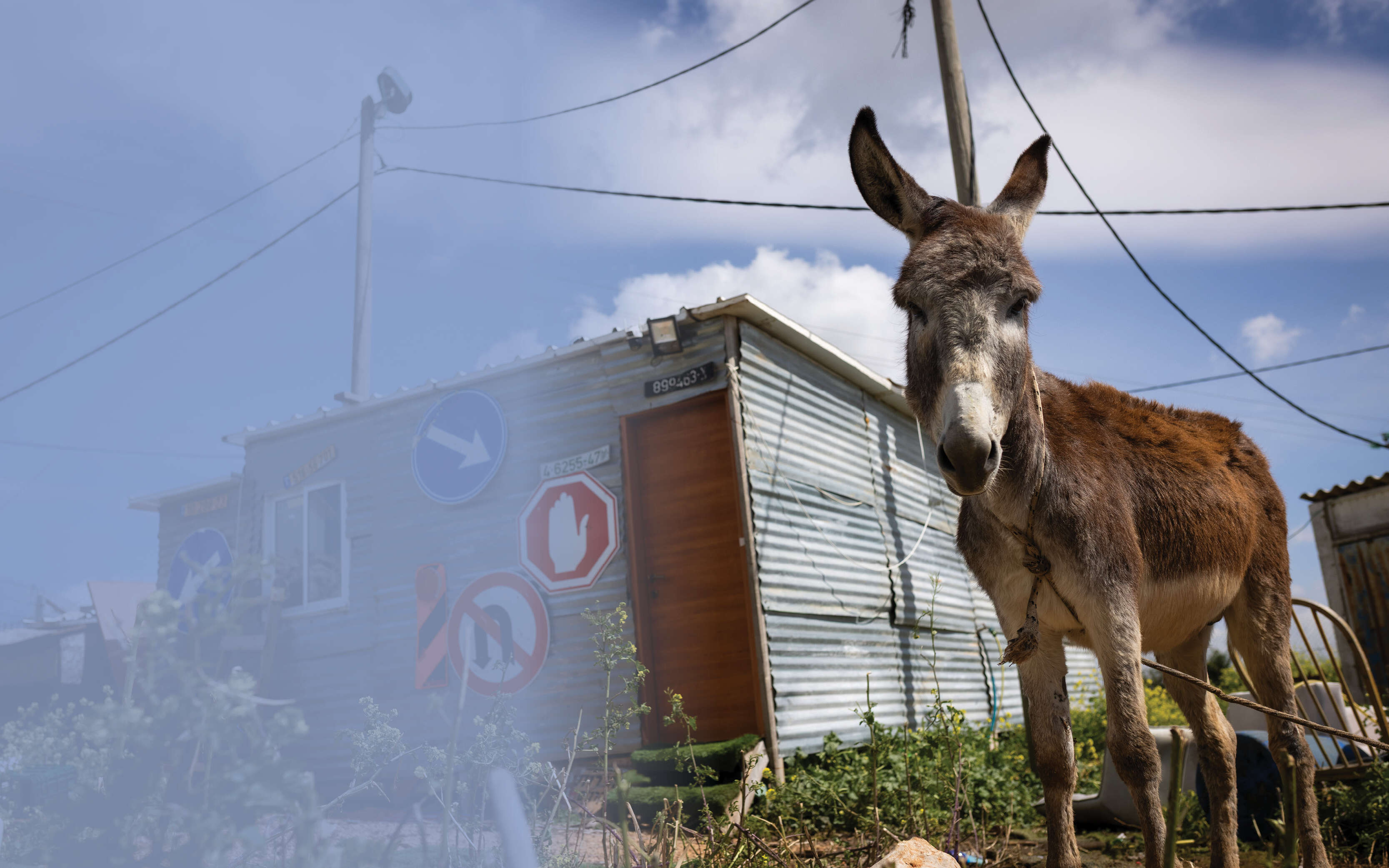 החצר האחורית | אריק סולטן