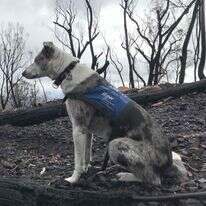 כלב באוסטרליה | AFP