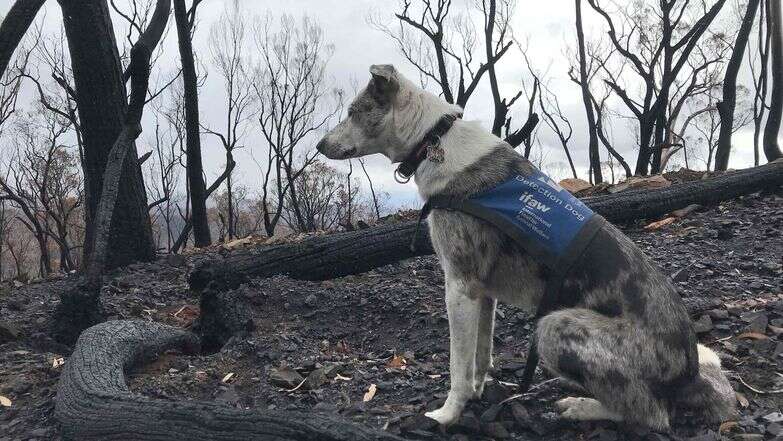 כלב באוסטרליה | AFP