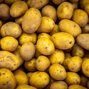 תפוחי אדמה | נתי שוחט, פלאש 90