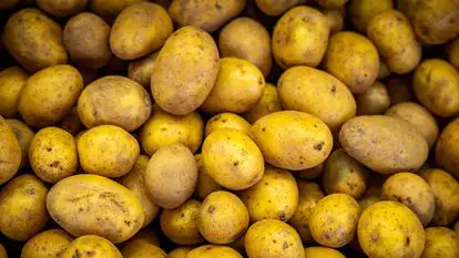 תפוחי אדמה | נתי שוחט, פלאש 90