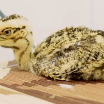 אפרוח של חוברה הודית גדולה | צילום מסך מיוטיוב