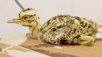 אפרוח של חוברה הודית גדולה | צילום מסך מיוטיוב