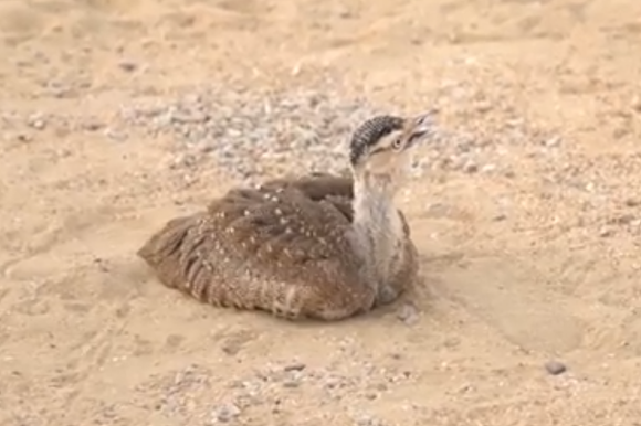 אפרוח של חוברה הודית גדולה | צילום מסך מיוטיוב