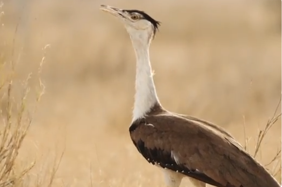 חוברה הודית גדולה | צילום מסך מיוטיוב