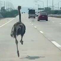יען רץ לאורך כביש מהיר במחוז צ'ונבורי בתאילנד | באדיבות צ'יראט סומפונג / AFP יען רץ לאורך כביש מהיר במחוז צ'ונבורי בתאילנד | באדיבות צ'יראט סומפונג / AFP
