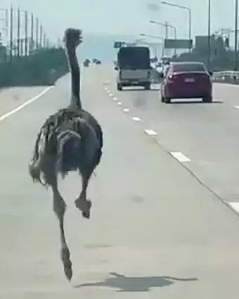 יען רץ לאורך כביש מהיר במחוז צ'ונבורי בתאילנד | באדיבות צ'יראט סומפונג / AFP יען רץ לאורך כביש מהיר במחוז צ'ונבורי בתאילנד | באדיבות צ'יראט סומפונג / AFP