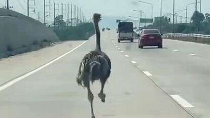 יען רץ לאורך כביש מהיר במחוז צ'ונבורי בתאילנד | באדיבות צ'יראט סומפונג / AFP