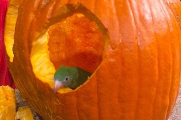 בייב התוכי | Steven Lawyer