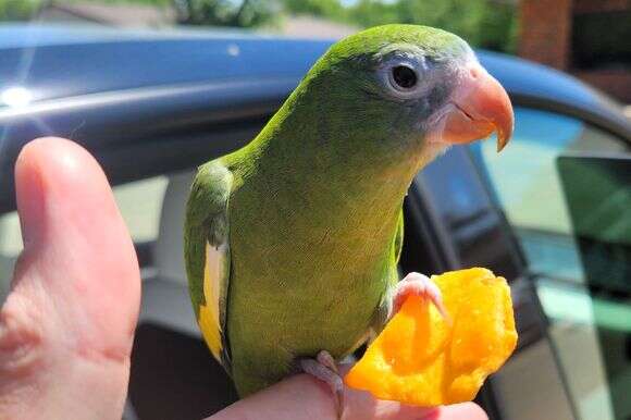 בייב התוכי | Steven Lawyer