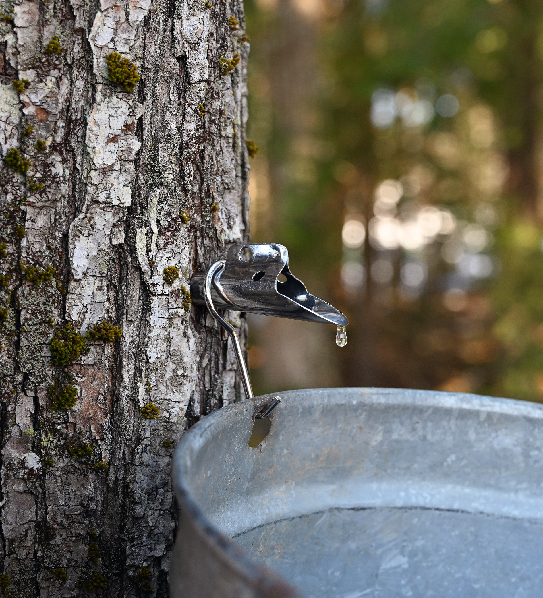 המשבר בחקלאות המתוקה ביותר בארה”ב