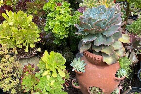 עציץ תותים שופע משמש כנקודת מוקד בגן סוקולנטי | לוז יוהאס דרך AP