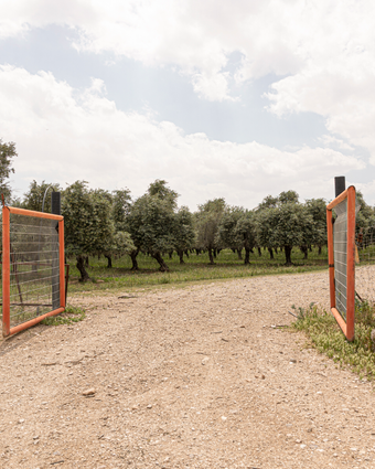 בגן העדר דף הבית | נעמה שטרן