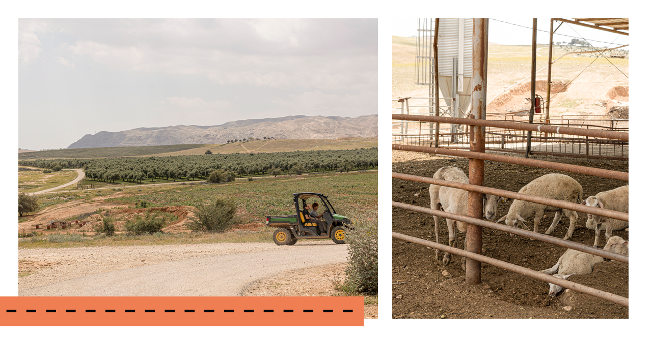 חוות עינות קדם | נעמה שטרן