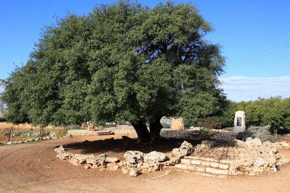 האלון הבודד | דוברות מועצה אזורית גוש עציון