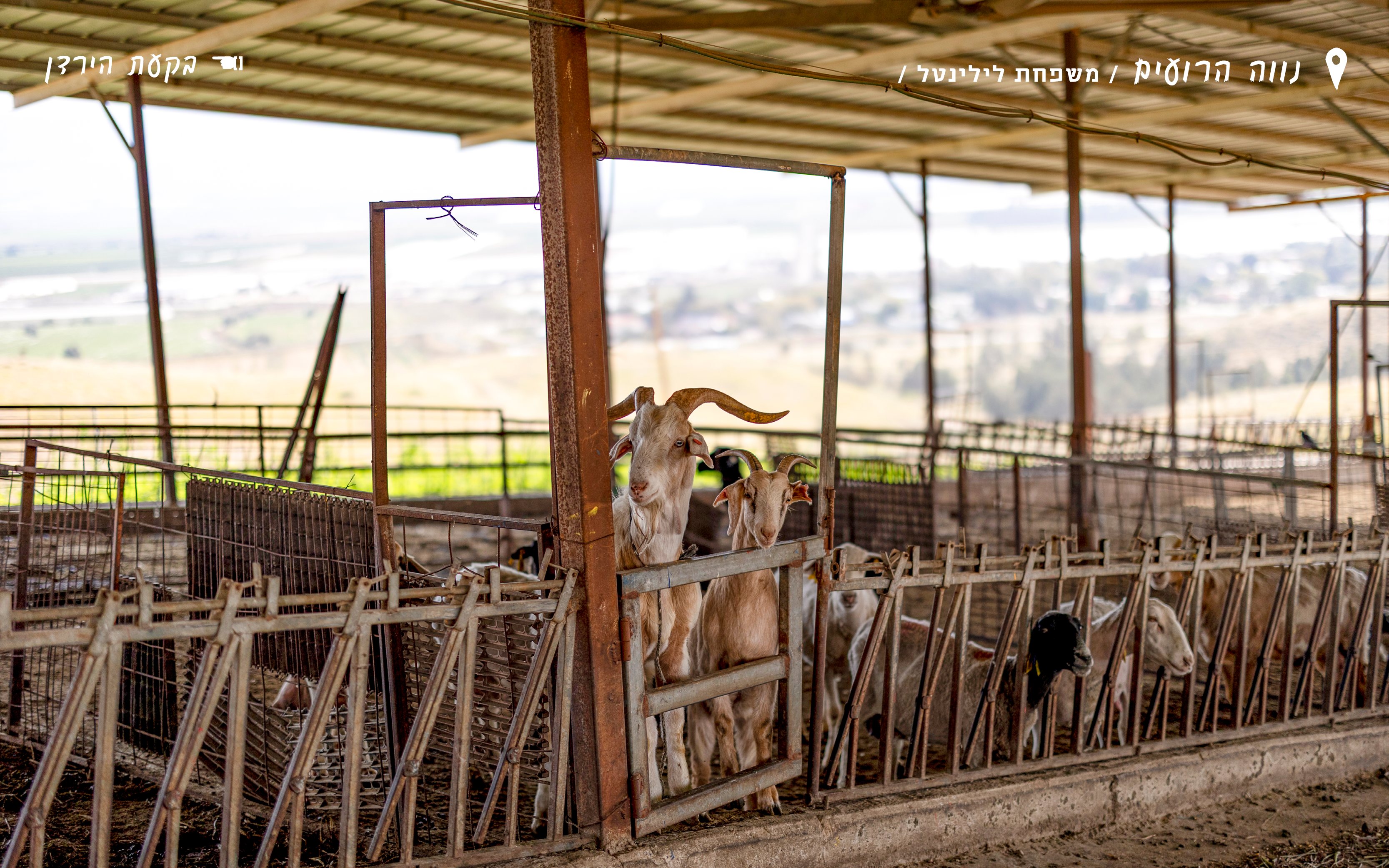 כוכב אחד ועז | נעמה שטרן