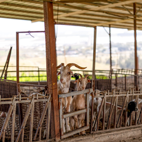 כוכב אחד ועז דף הבית | נעמה שטרן