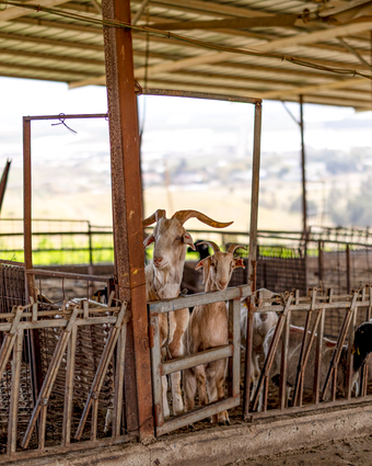 כוכב אחד ועז דף הבית | נעמה שטרן