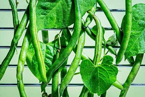 שעועית ירוקה | סקוט סוצ'מן, עיצוב אוכל מאת ליסה צ'רקסקי עבור הוושינגטון פוסט