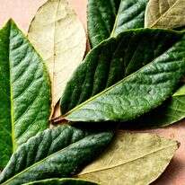 עלי דפנה יכולים לעשות הרבה, אם משתמשים בהם נכון | סקוט סוצ'מן עבור הוושינגטון פוסט