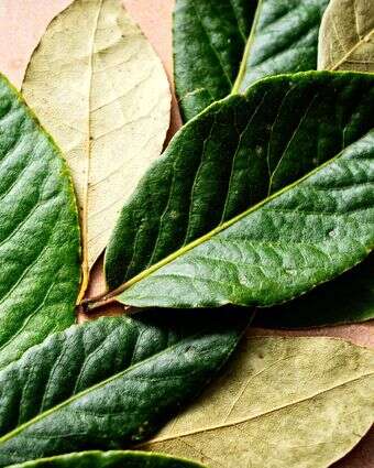 עלי דפנה יכולים לעשות הרבה, אם משתמשים בהם נכון | סקוט סוצ'מן עבור הוושינגטון פוסט