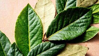 עלי דפנה יכולים לעשות הרבה, אם משתמשים בהם נכון | סקוט סוצ'מן עבור הוושינגטון פוסט