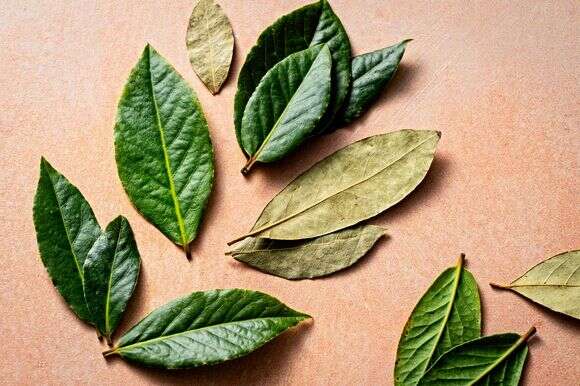 כאשר משתמשים בו נכון, לעלה דפנה יש את הטעם לשדרג רבים מהמנות האהובות עליכם, גם אם אינכם מודעים לכך | סקוט סוצ'מן עבור הוושינגטון פוסט